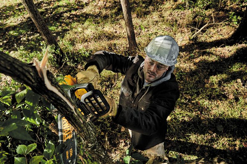 Brushless chainsaw being used to cut a thin tree by a person.
